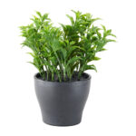 Imagen de Hojas Verdes en maceta 15cm Orange con 96% de descuento oferta online | SuperCupon