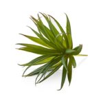 Imagen de Rama Flor Suculenta "Yucca Green" Artificial con 90% de descuento oferta online | SuperCupon