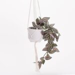 Imagen de Planta Colgante Cebrina 61cm con 50% de descuento oferta online | SuperCupon